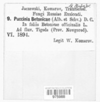 Puccinia betonicae image